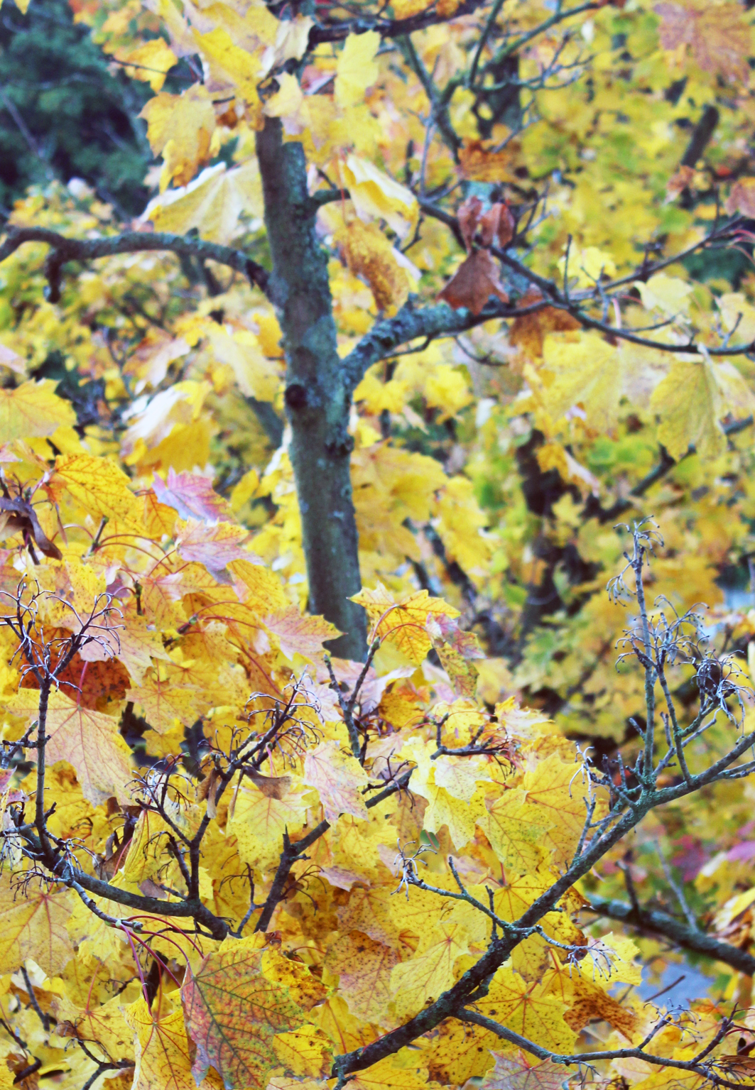 "Klänge im Herbstwind" Instrumentalklassen der MuKs musizieren im Kelterhaus Ubstadt