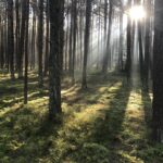 „Sommer im Zauberwald“ - Musizierstunde der MuKs Ubstadt-Weiher