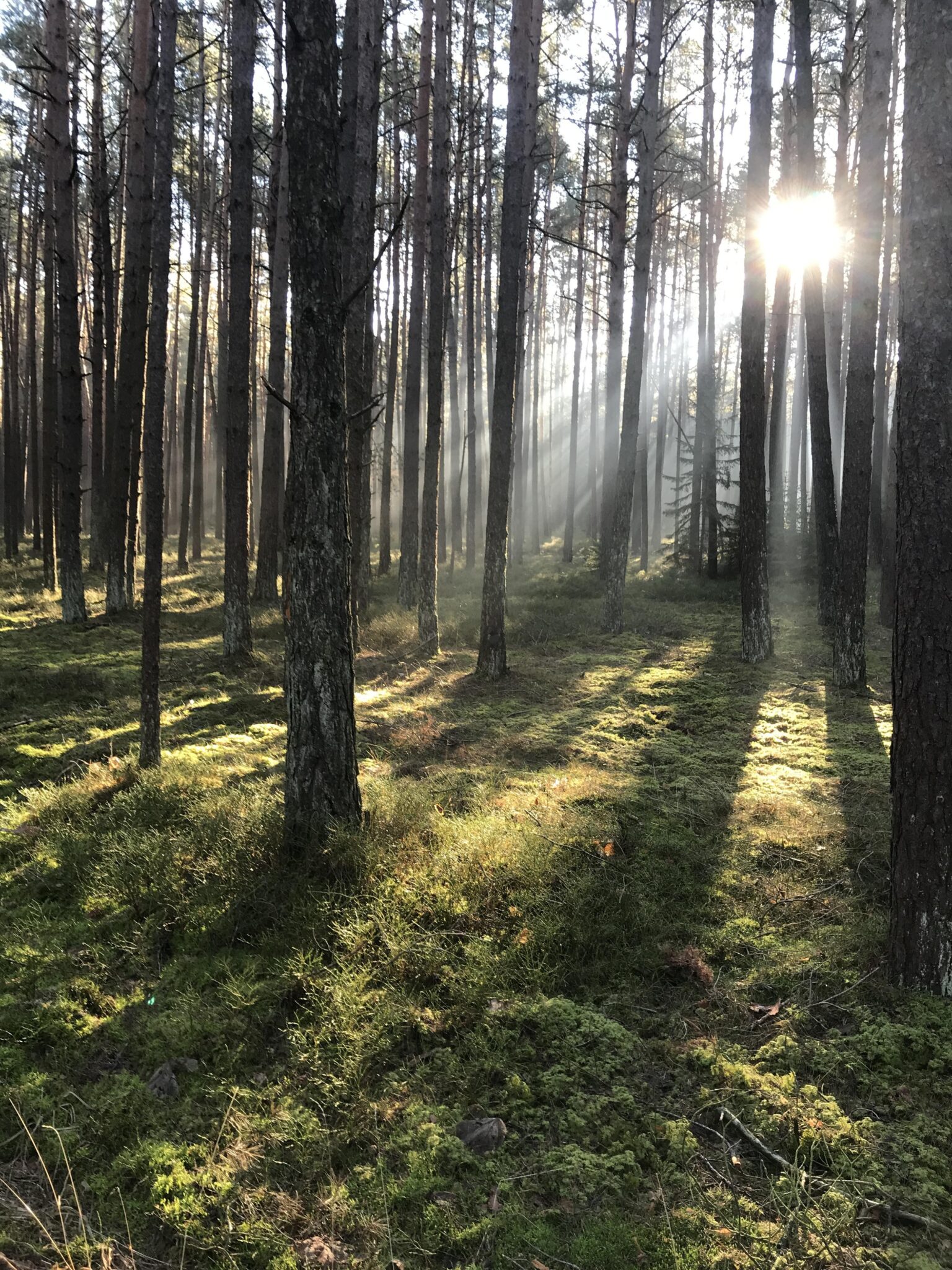„Sommer im Zauberwald“ - Musizierstunde der MuKs Ubstadt-Weiher